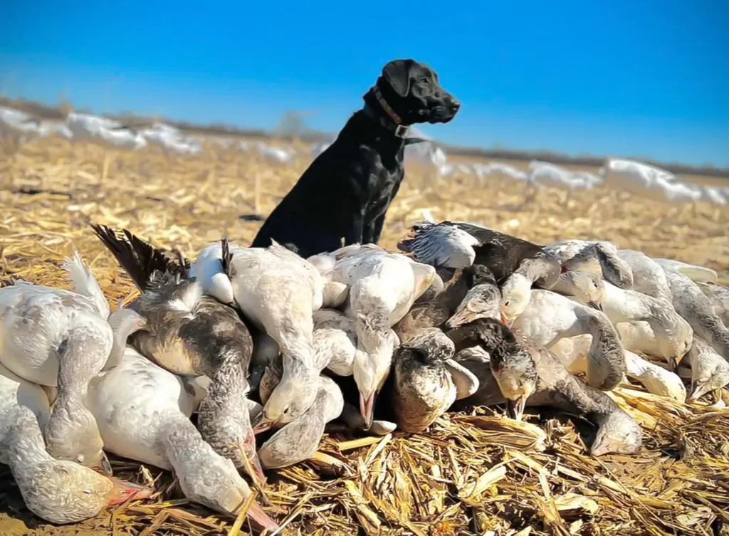 black Labrador Retriever standing amongst snow geese that were hunted - Southern Illinois - Arkansas