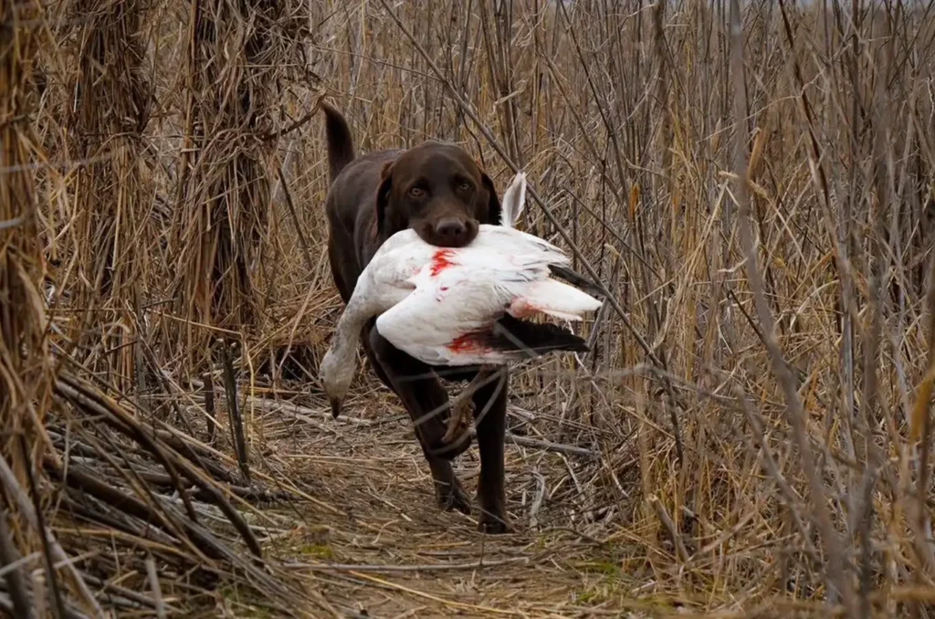 chocolate Lab with a hunted snow goose in it's mouth - Southern Illinois Snow Geese Hunting