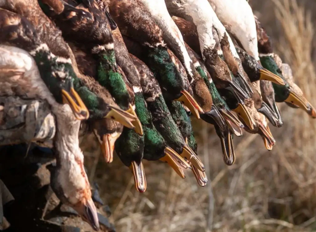 duck hunting game loaded on a truck bed - arkansas