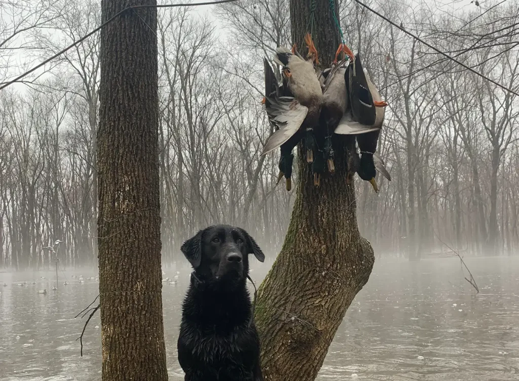 black Labrador Retriever sitting next to hanging ducks that were hunted - guided duck hunts in arkansas