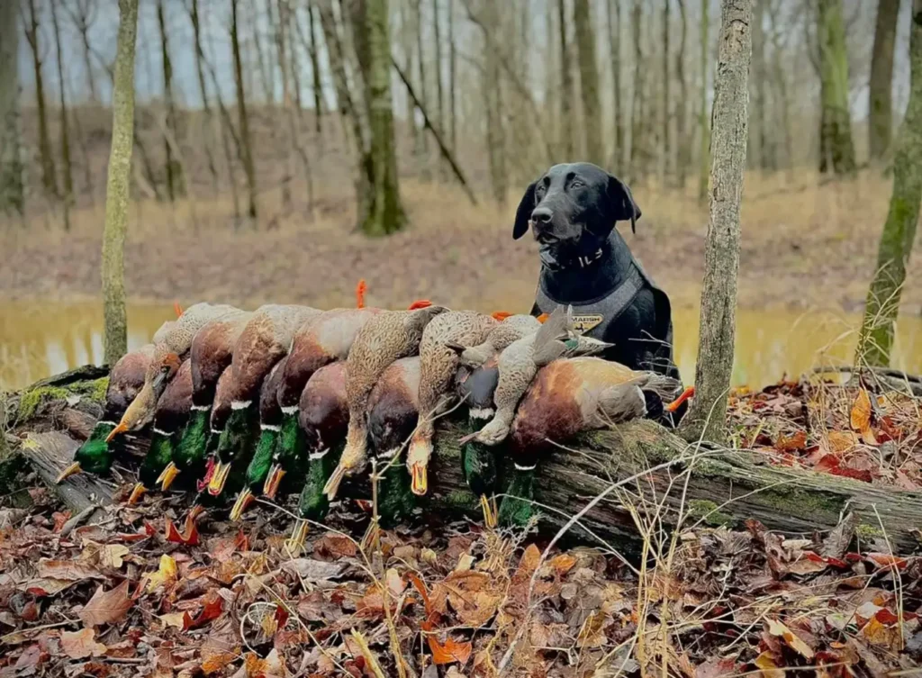 guided duck hunts with GETM Waterfowl in Arkansas