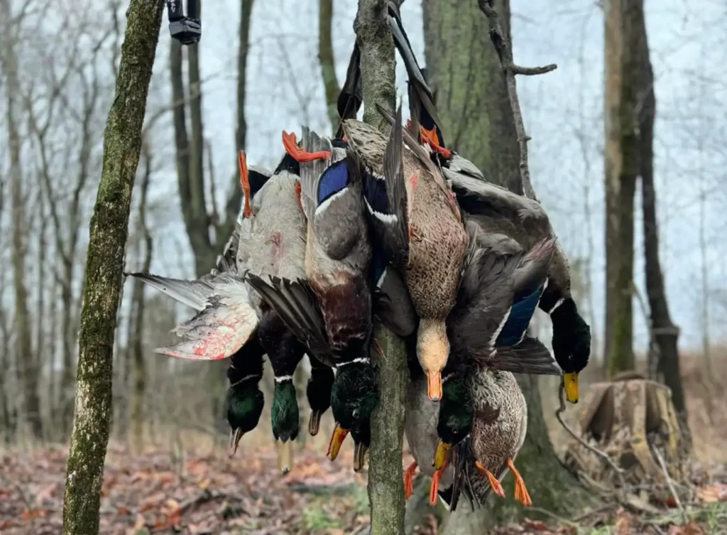 duck hunting success - arkansas guided duck hunts