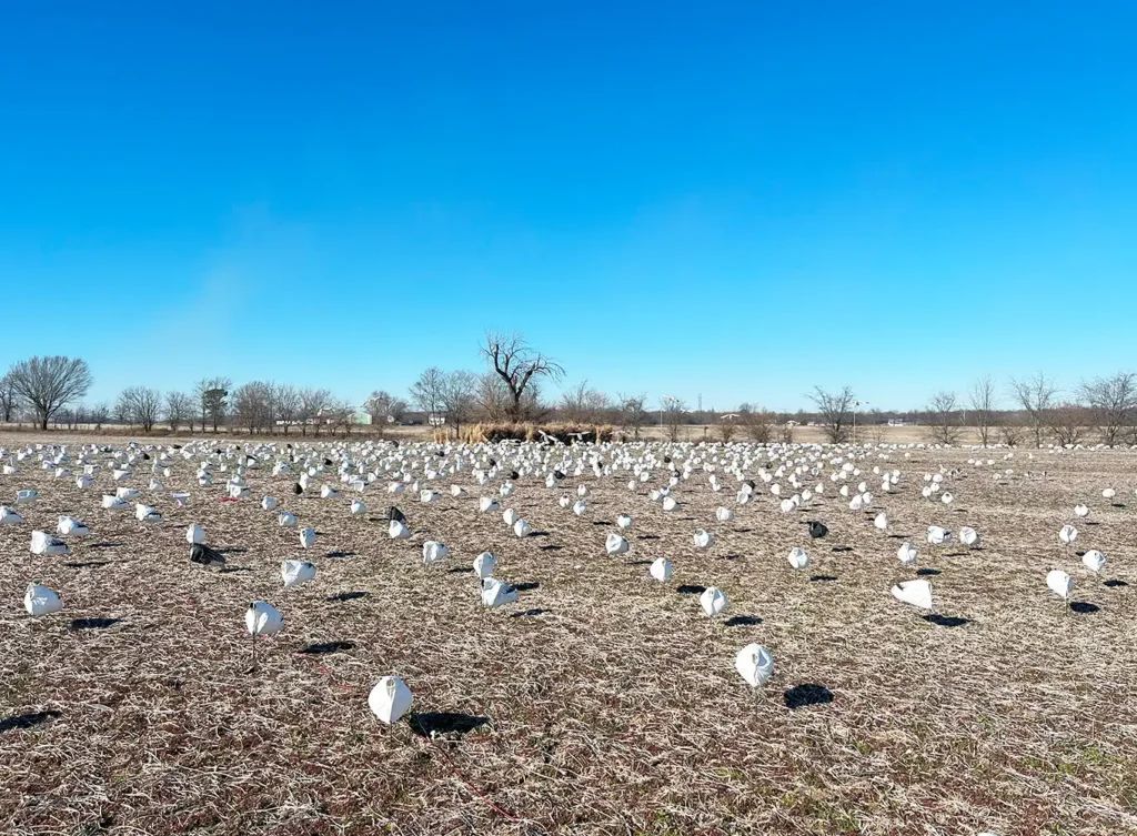 snow geese decoy set up - arkansas guided waterfowl hunting