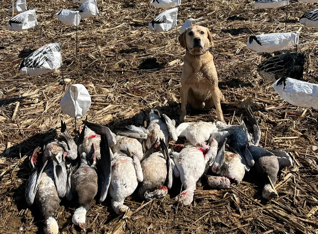 GETM Waterfowl Arkansas Snow Goose Hunts - Labrador Retriever sitting down next to harvested snow geese.