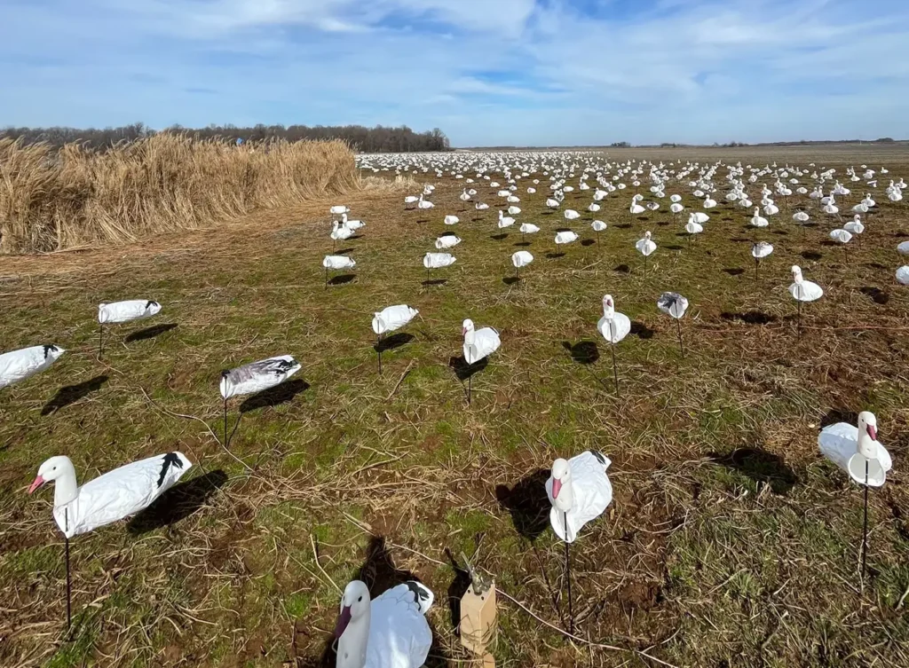 goose decoys in field for waterfowl hunting - Southern IL Waterfowl Hunting - Arkansas Waterfowl Guided Hunts