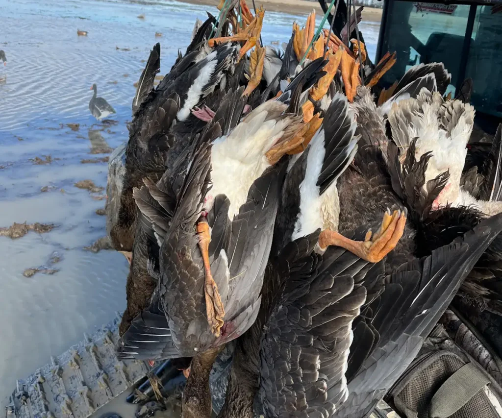 duck hunting season in Illinois - duck hunting season in Arkansas