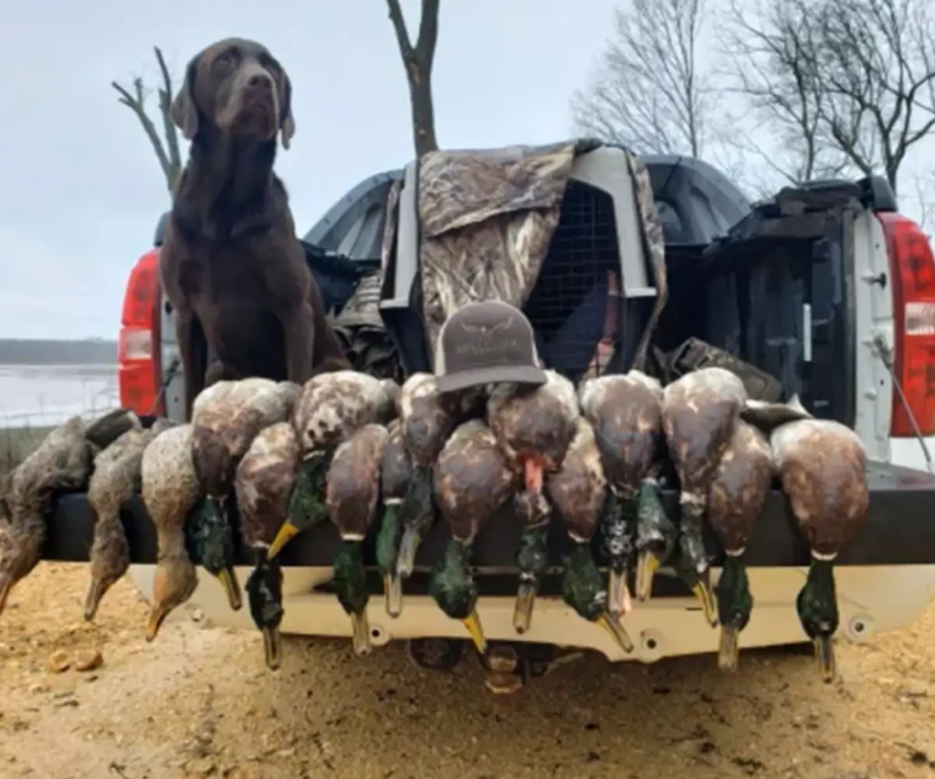 Labrador Retriever sitting next to a pile of hunted mallard ducks on top of a truck - Arkansas Waterfowl Hunting - Illinois Duck Hunts