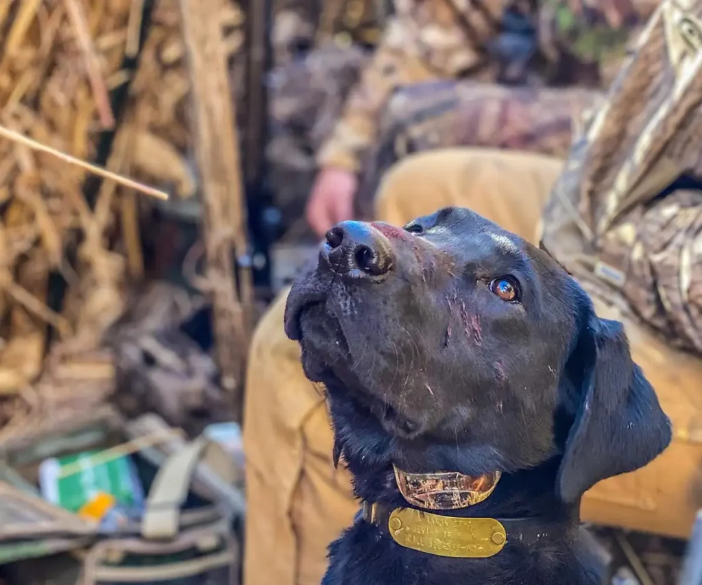 Labrador Retriever assisting in waterfowl hunting