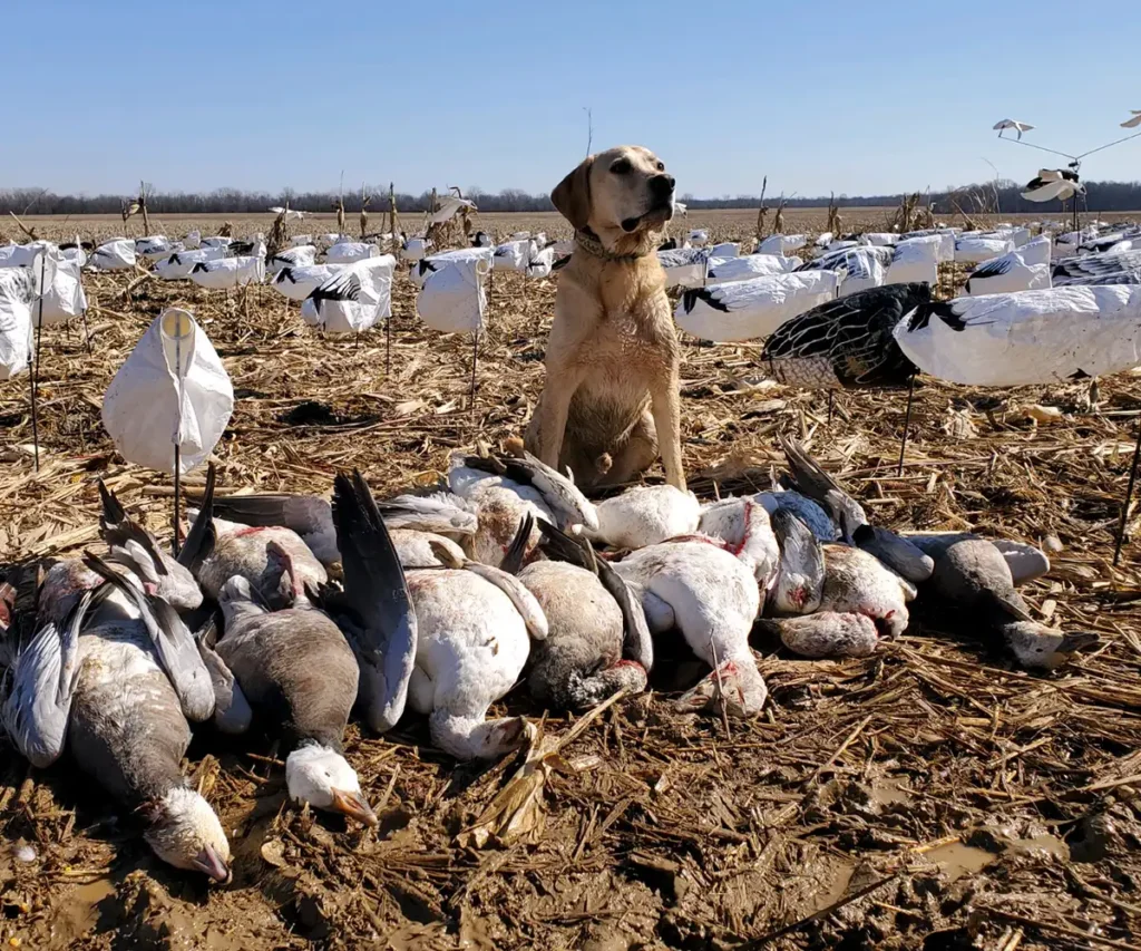 Yellow Labrador Retriever sitting proudly next to a large harvest of snow geese, showcasing a successful hunt with GETM Waterfowl. The dog is surrounded by rows of harvested geese, reflecting the spirit of a conservation hunt in Southern Illinois.