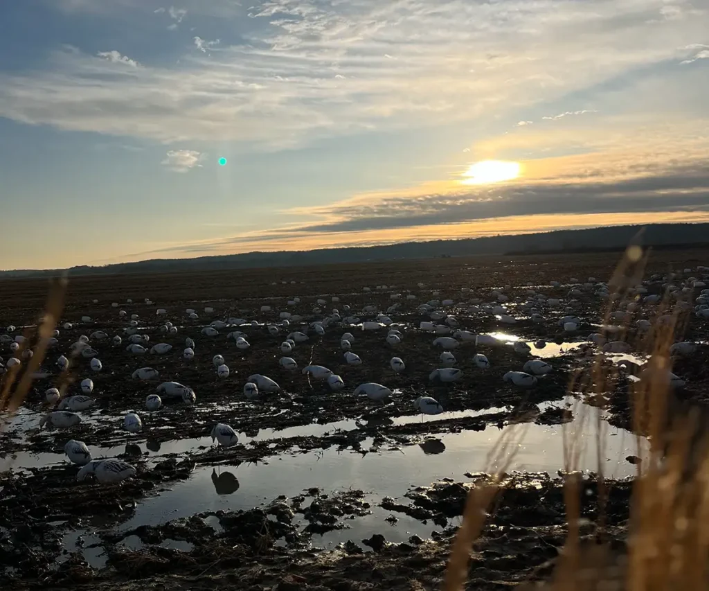 waterfowl wetland set up with snow geese decoys on an early morning hunt - Southern IL waterfowl hunting - Arkansas guided hunts