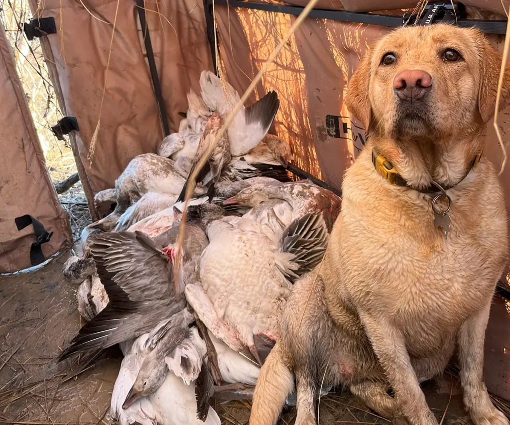 yellow Labrador Retriever sitting next to a pile of hunted snow geese - Southern IL guided waterfowl hunts - Arkansas guided hunts for waterfowls