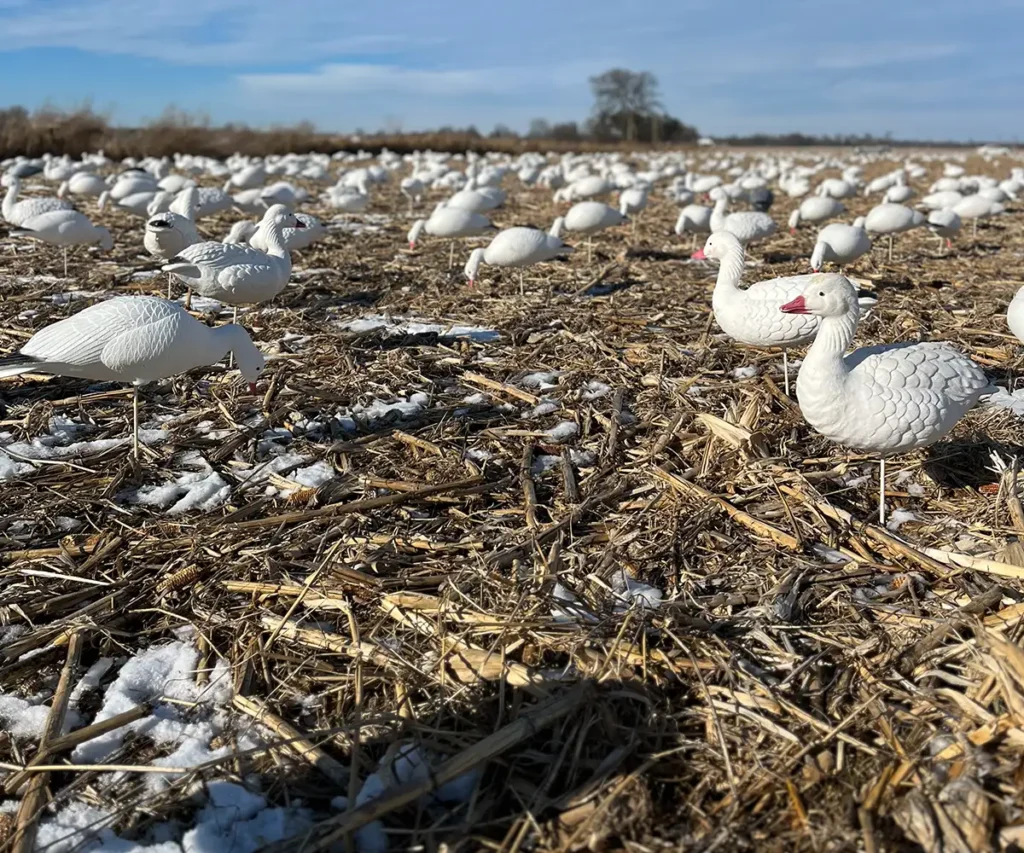 Field filled with snow goose decoys arranged strategically to attract real snow geese, showcasing an effective hunting setup in a rural landscape. The decoys are positioned in a natural feeding pattern, surrounded by the grassy field and open sky, illustrating the preparation involved in snow goose hunting. - Illinois snow goose hunting - Arkansas waterfowl hunts