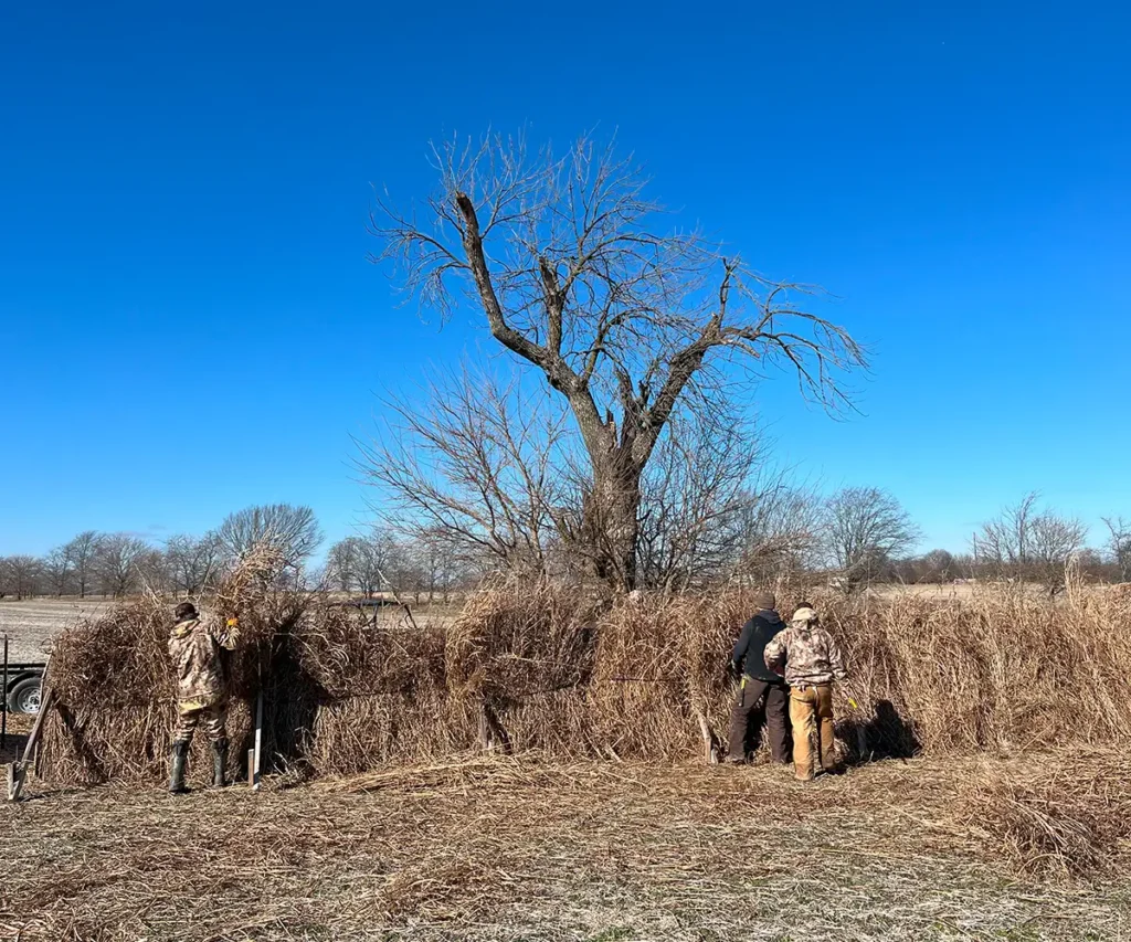 Group of hunters preparing a blind for waterfowl hunting, working together in a natural setting. Their teamwork highlights the dedication and effort required for a successful waterfowl hunt. - Southern IL waterfowl hunting - Arkansas waterfowl hunting