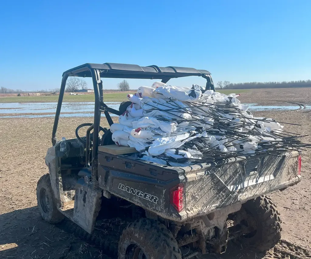 Snow goose decoys on a UTV, ready for deployment in the field - preparing an arkansas snow goose hunt - illinois snow goose conservation hunt