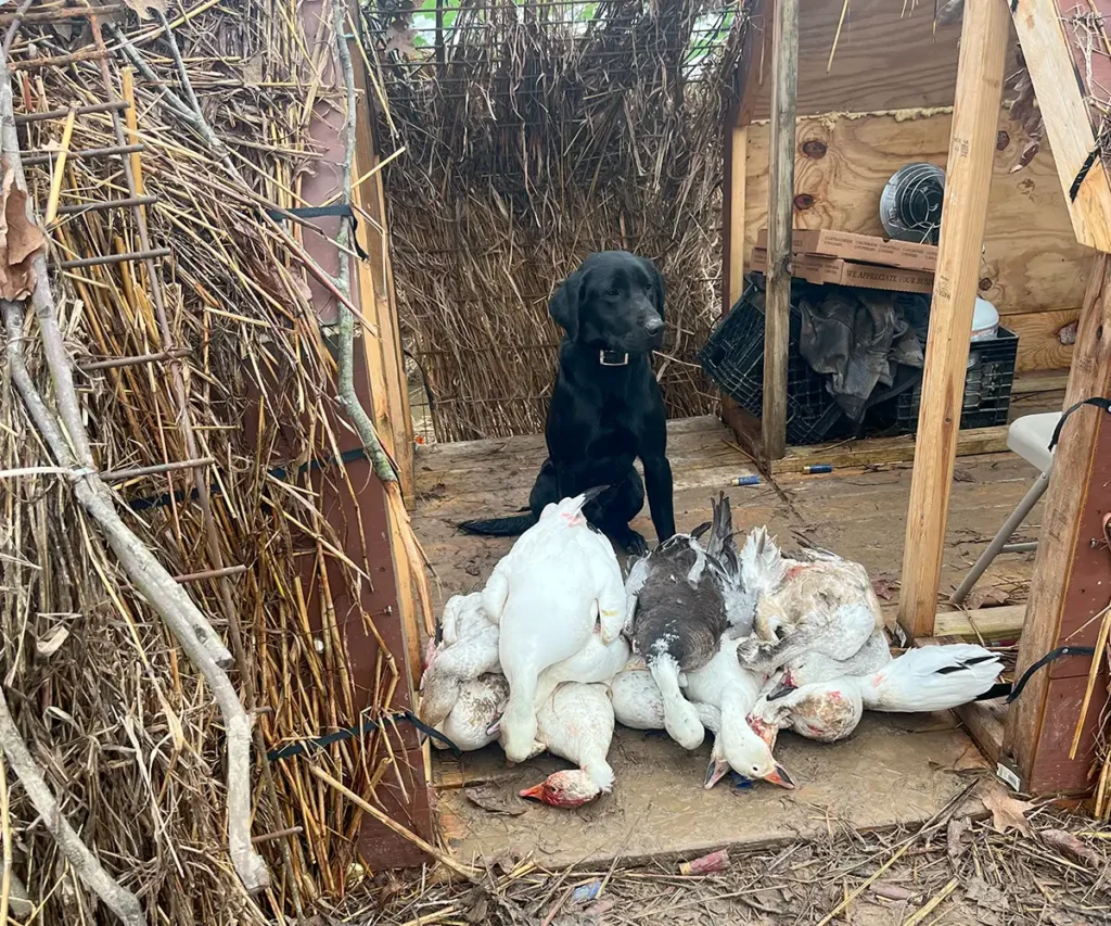 Black Labrador retriever sitting behind a pile of harvested snow geese inside a hunting blind, showcasing the dog's role in waterfowl hunting. - Waterfowl hunting in Southern IL - Guided Waterfowl hunts in Arkansas