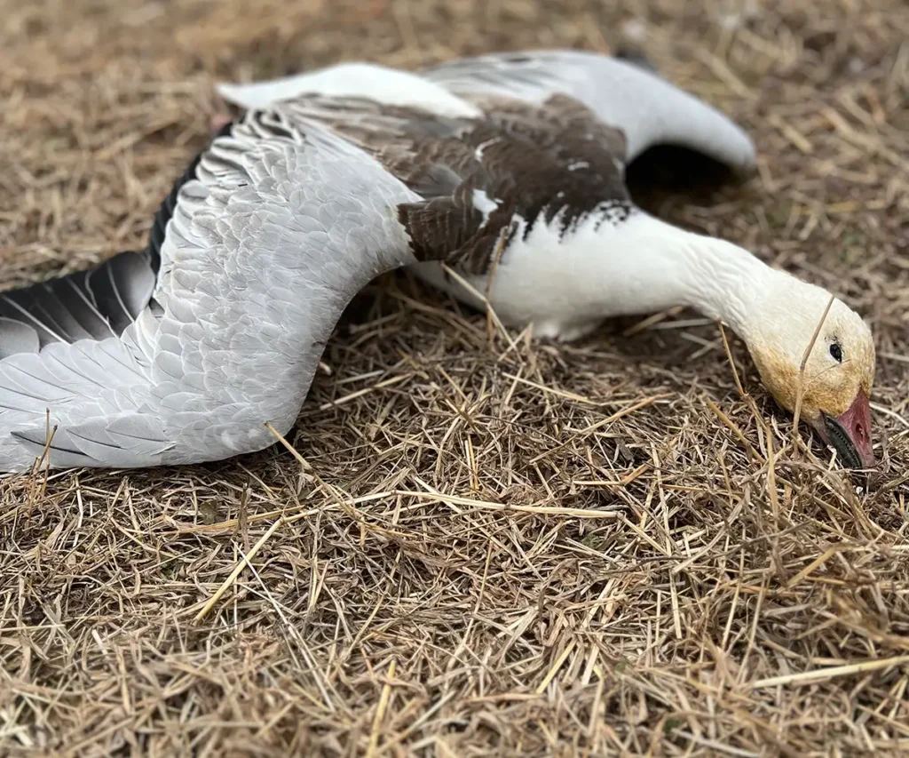 hunted snow geese laying on the ground - Light Snow Goose Conservation Season in Illinois - Guided snow goose hunting in Arkansas