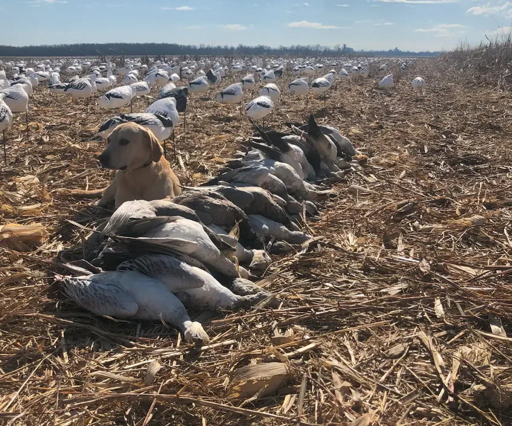 Yellow Labrador Retriever sitting next to a pile of harvested snow geese with snow geese decoys set up in the background - Illinois snow geese conservation hunts - Arkansas Light Snow Goose Conservation Season