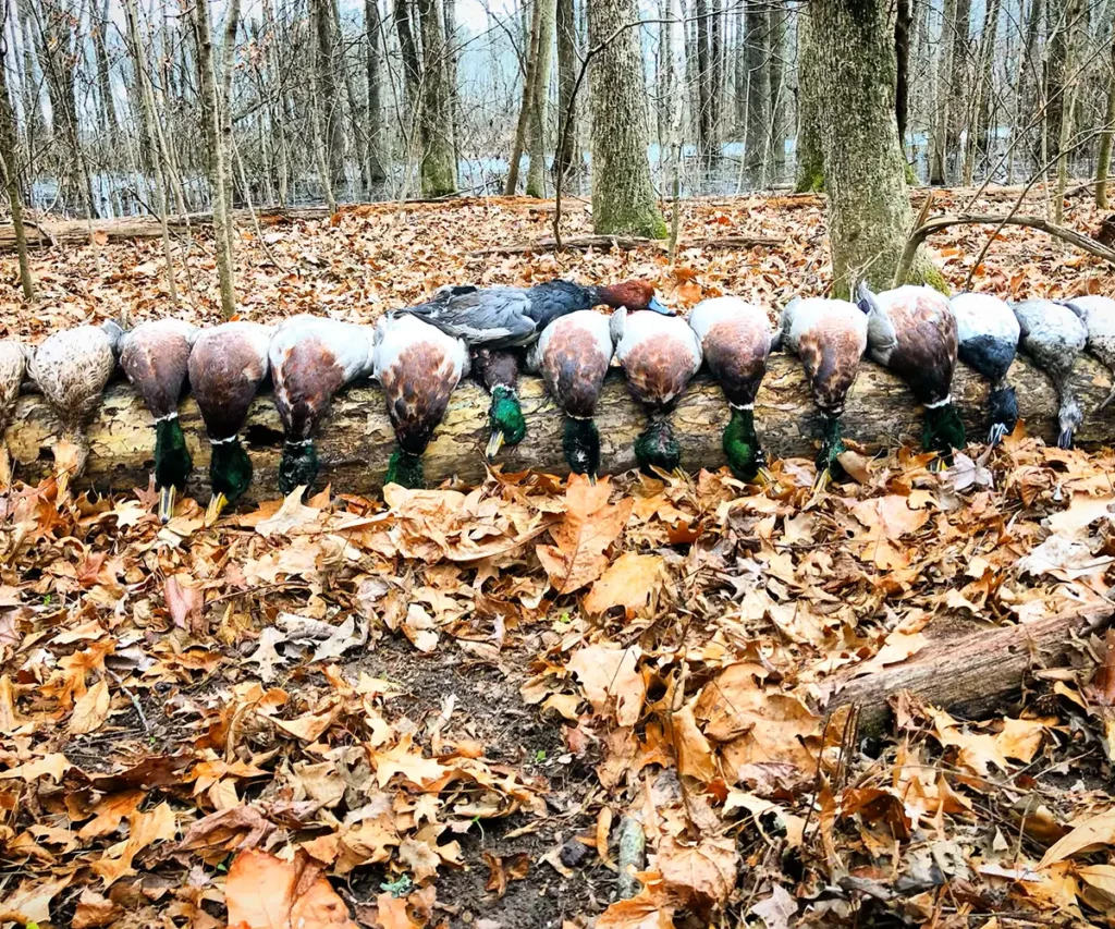 Collection of hunted mallard ducks arranged on a log in a forest setting, highlighting the successful harvest of these waterfowl. - Arkansas duck hunting season