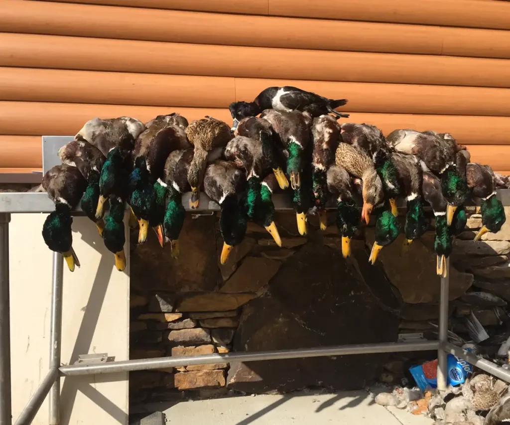 Table displaying a pile of freshly hunted mallard ducks alongside a ring-necked duck, showcasing a successful waterfowl hunt in Arkansas