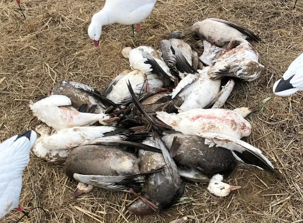 fallen snow geese that have been hunted on illinois snow goose guided hunts