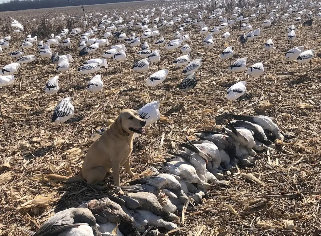 Labrador Retriever sitting amongst waterfowl game surrounded by snow goose decoys - illinois guided snow geese hunting