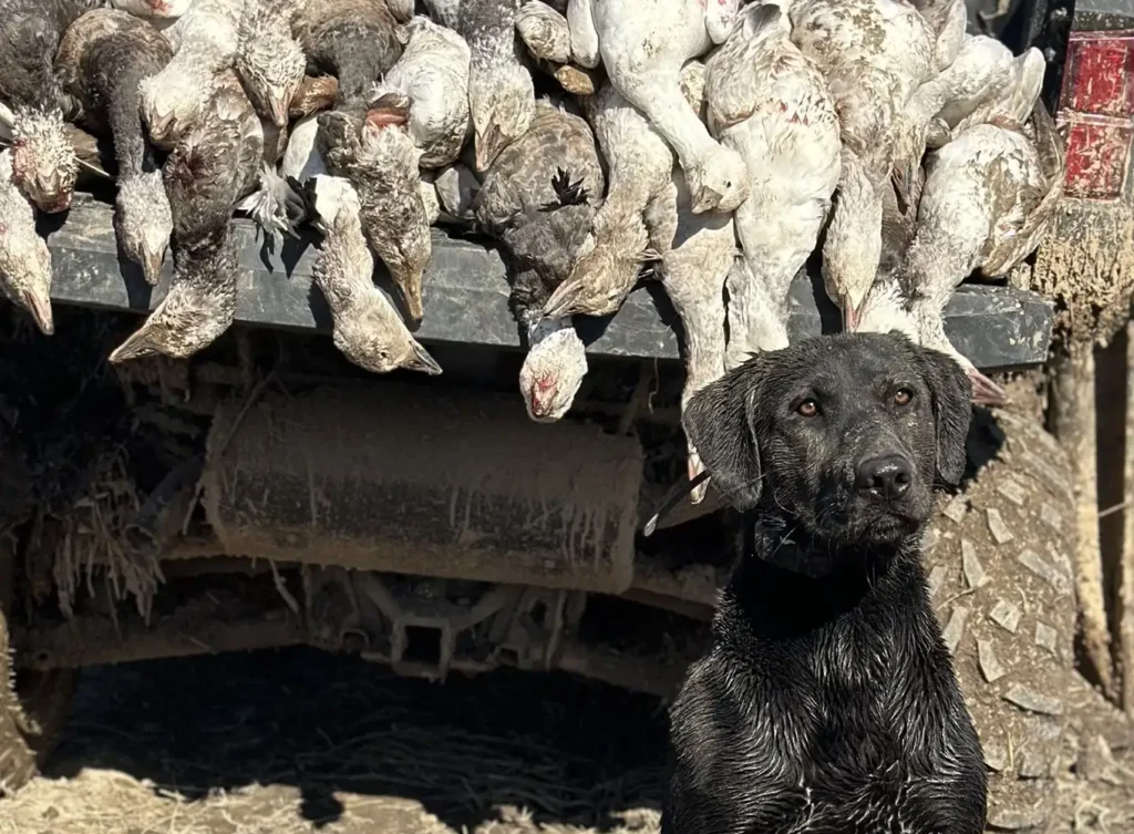 Black Labrador Retriever sitting in front of a truck with snow geese game from a guided waterfowl hunt in illinois