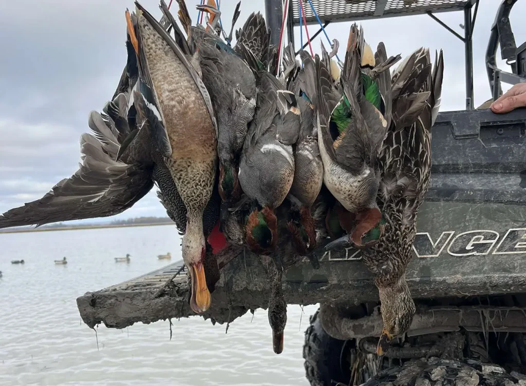 duck hunting game loaded on a truck - arkansas
