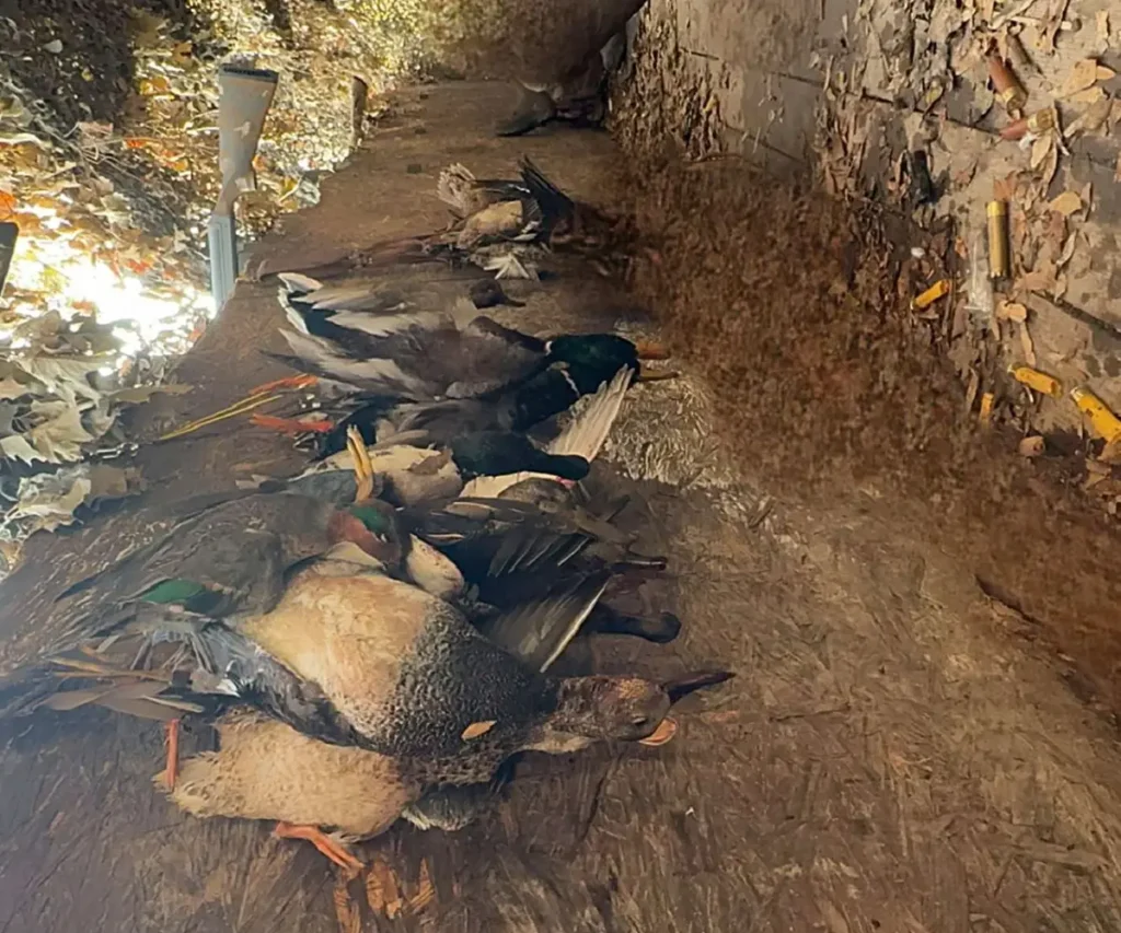 hunted ducks