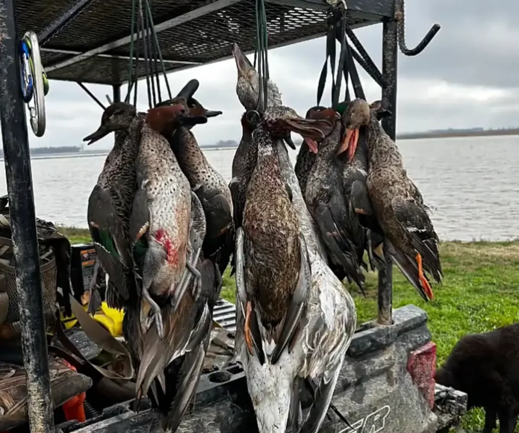 hanging hunted waterfowl