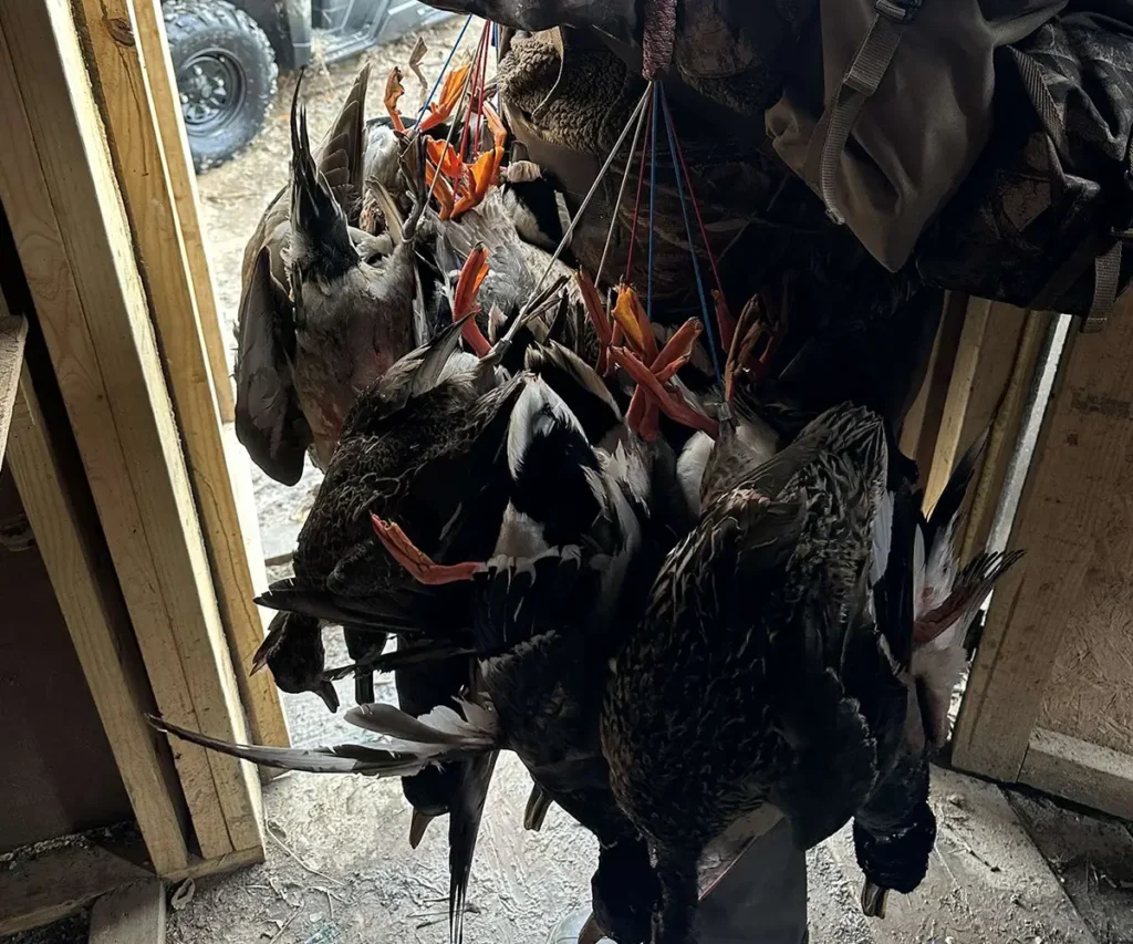 hunter holding hunted ducks
