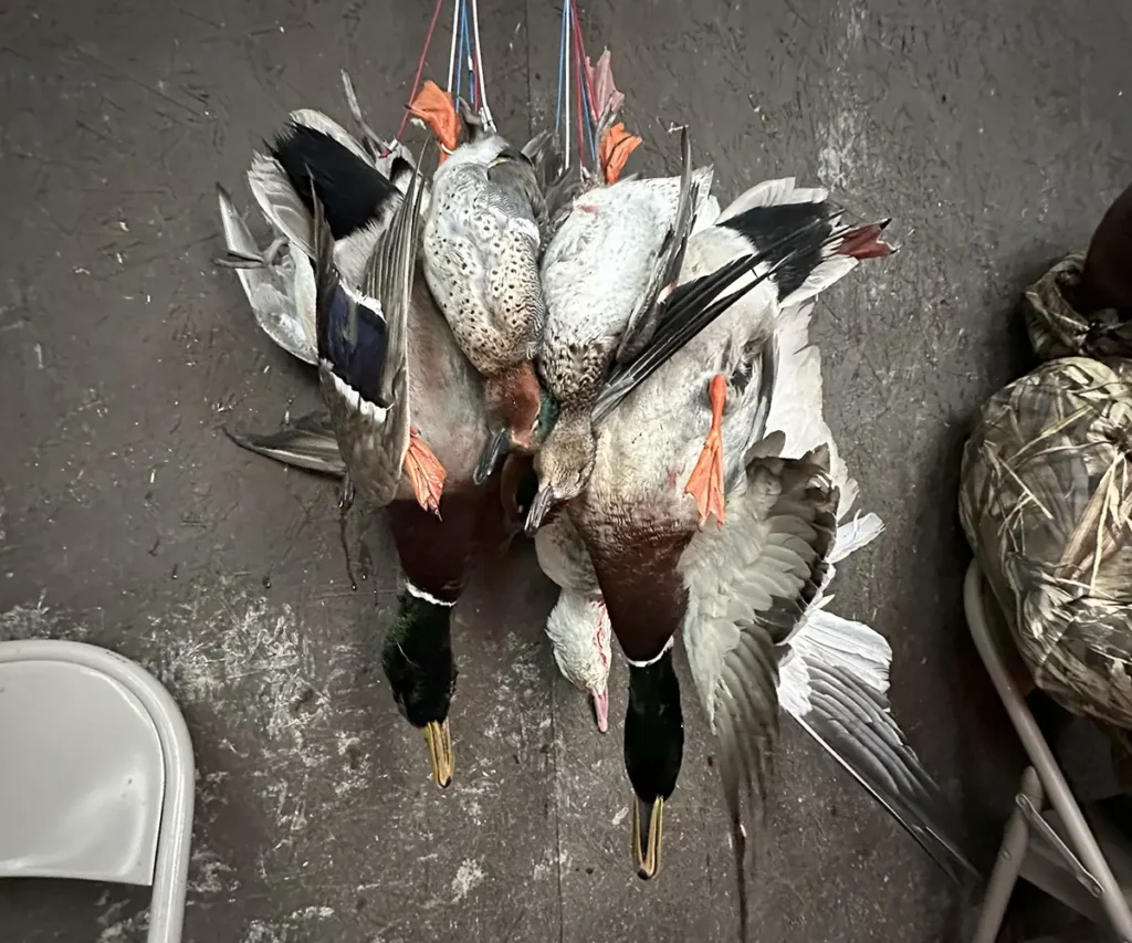 duck hunting in Arkansas