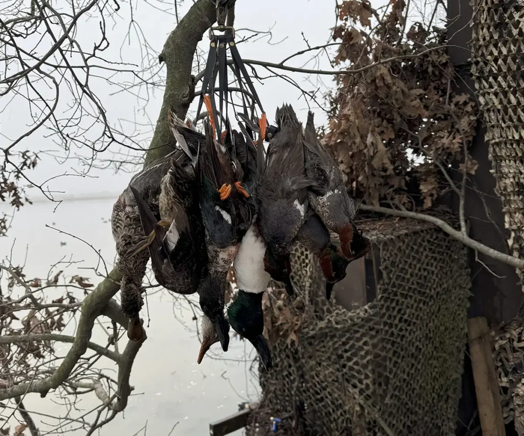 hunted ducks hanging up in a tree
