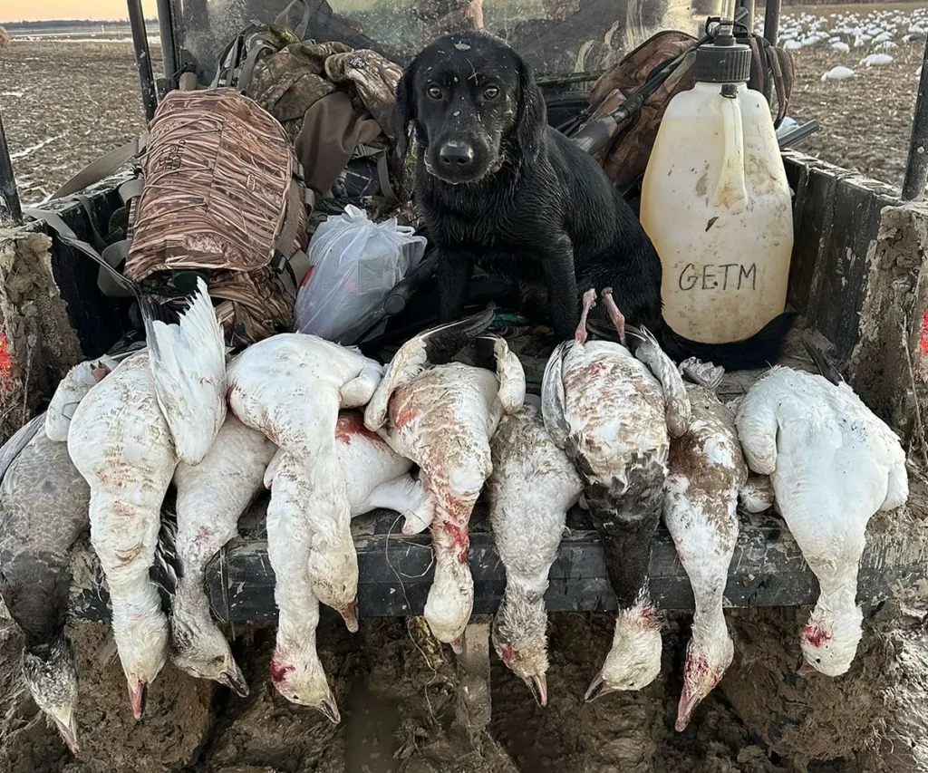 Black Labrador Retriever sitting behind hunted snow geese