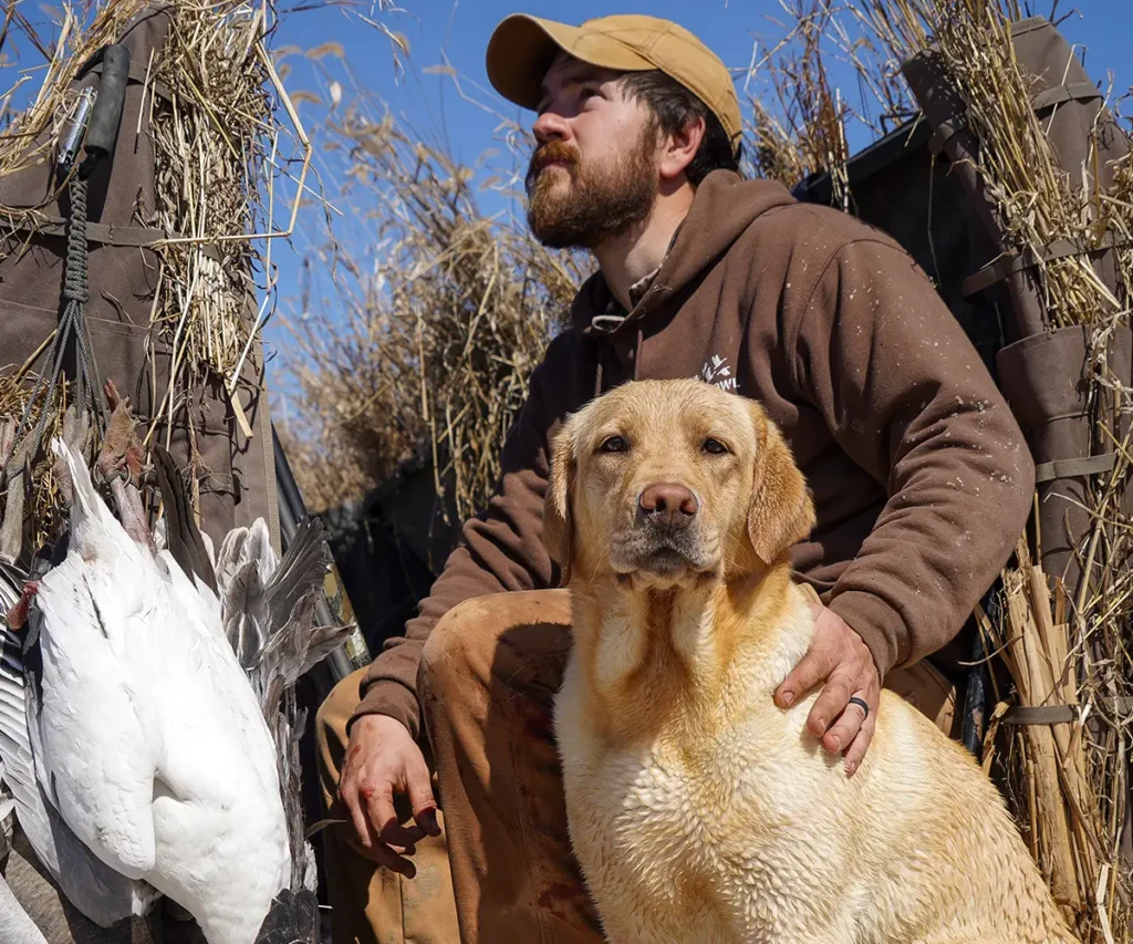 conservation waterfowl hunting with Labrador Retriever