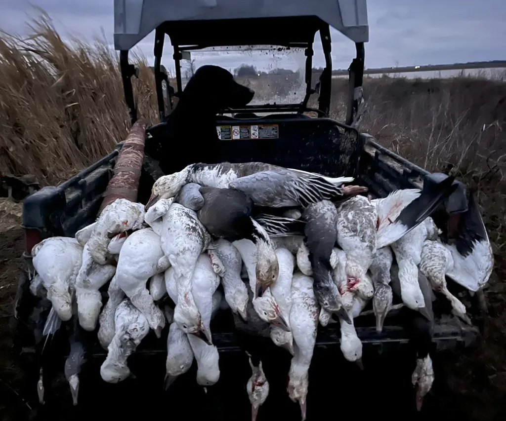 snow geese conservation hunting