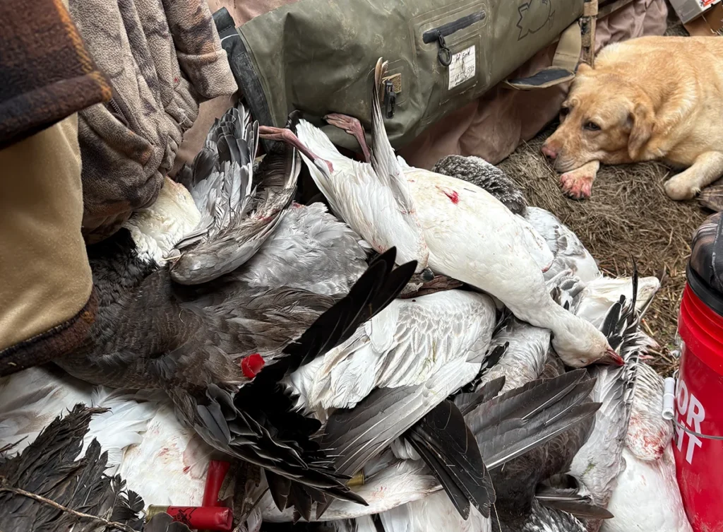getm-waterfowl-gallery-2026-2