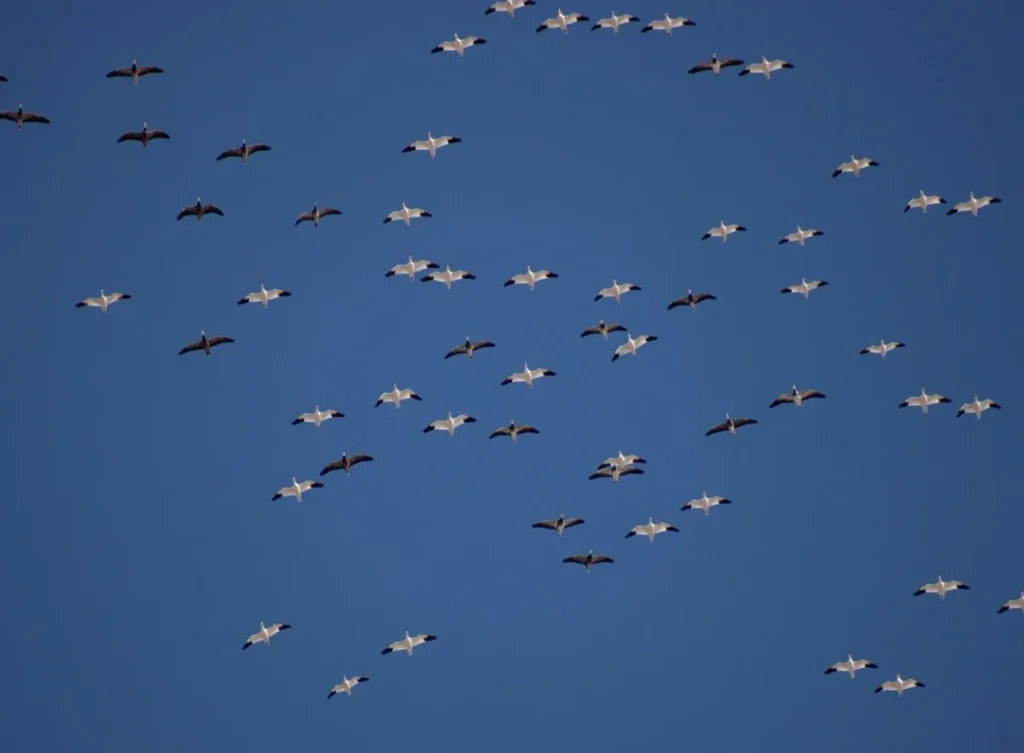 getm-waterfowl-il-goose-hunts-2026-2